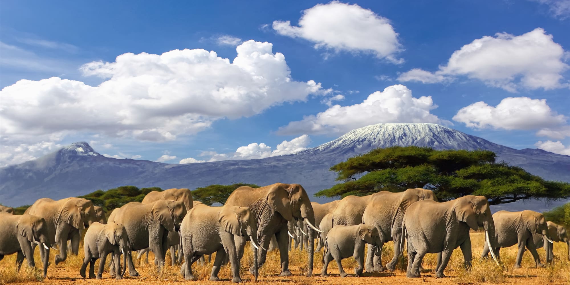 a herd of elephants walking in a field