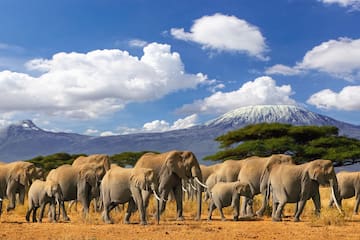 a herd of elephants walking in a field