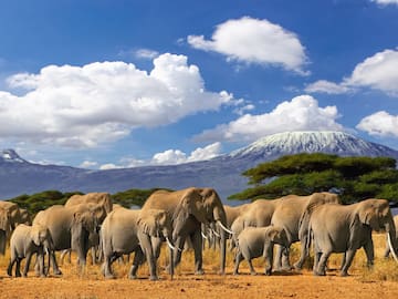 a herd of elephants walking in a field