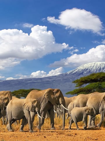 a herd of elephants walking in a field