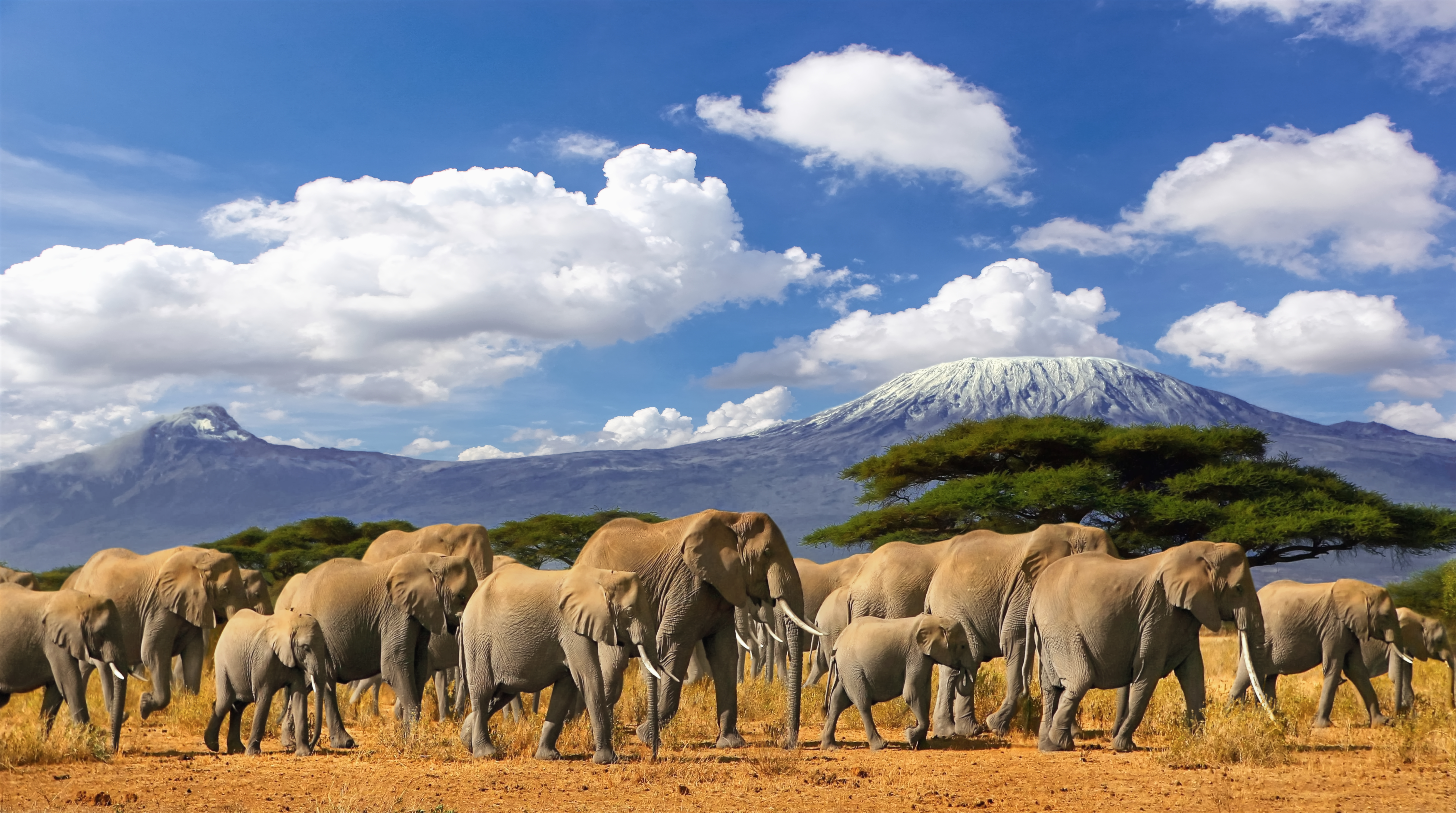 African elephants and calves on savanna with snow-capped Mount Kilimanjaro.