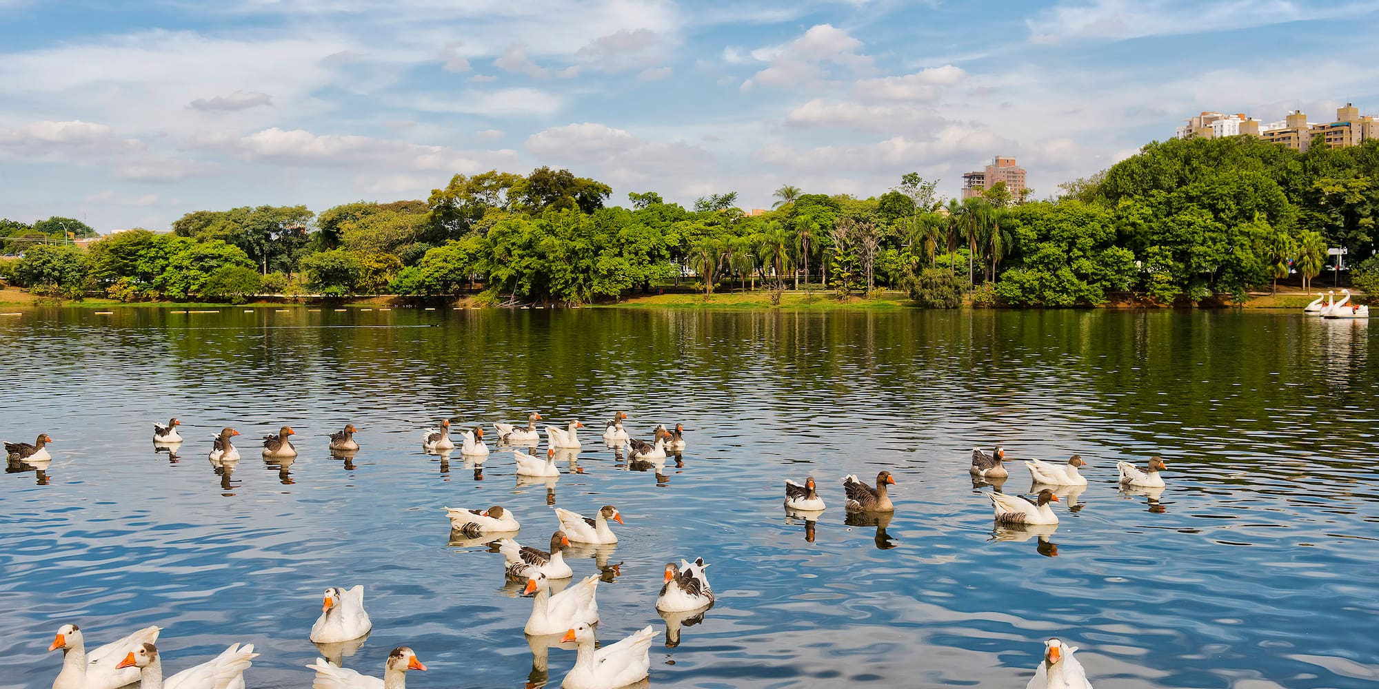 a group of ducks swimming in a lake