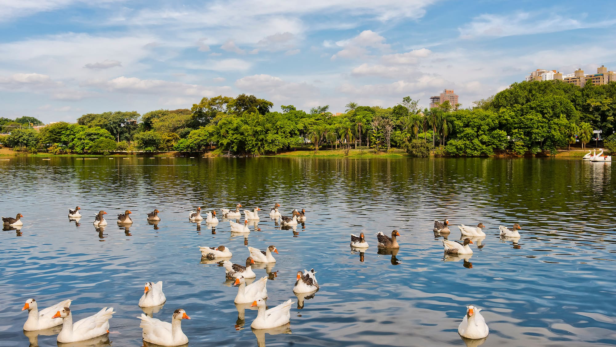 a group of ducks swimming in a lake
