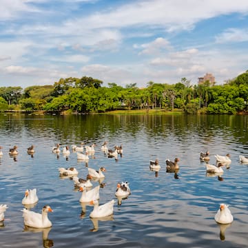 a group of ducks swimming in a lake