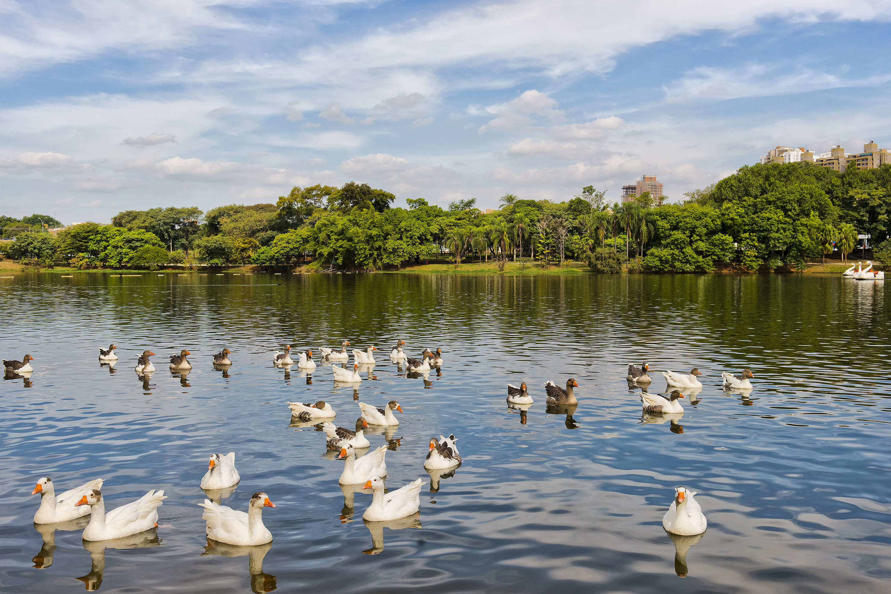 Waterfowl swimming in a park lake, green trees and distant city buildings.
