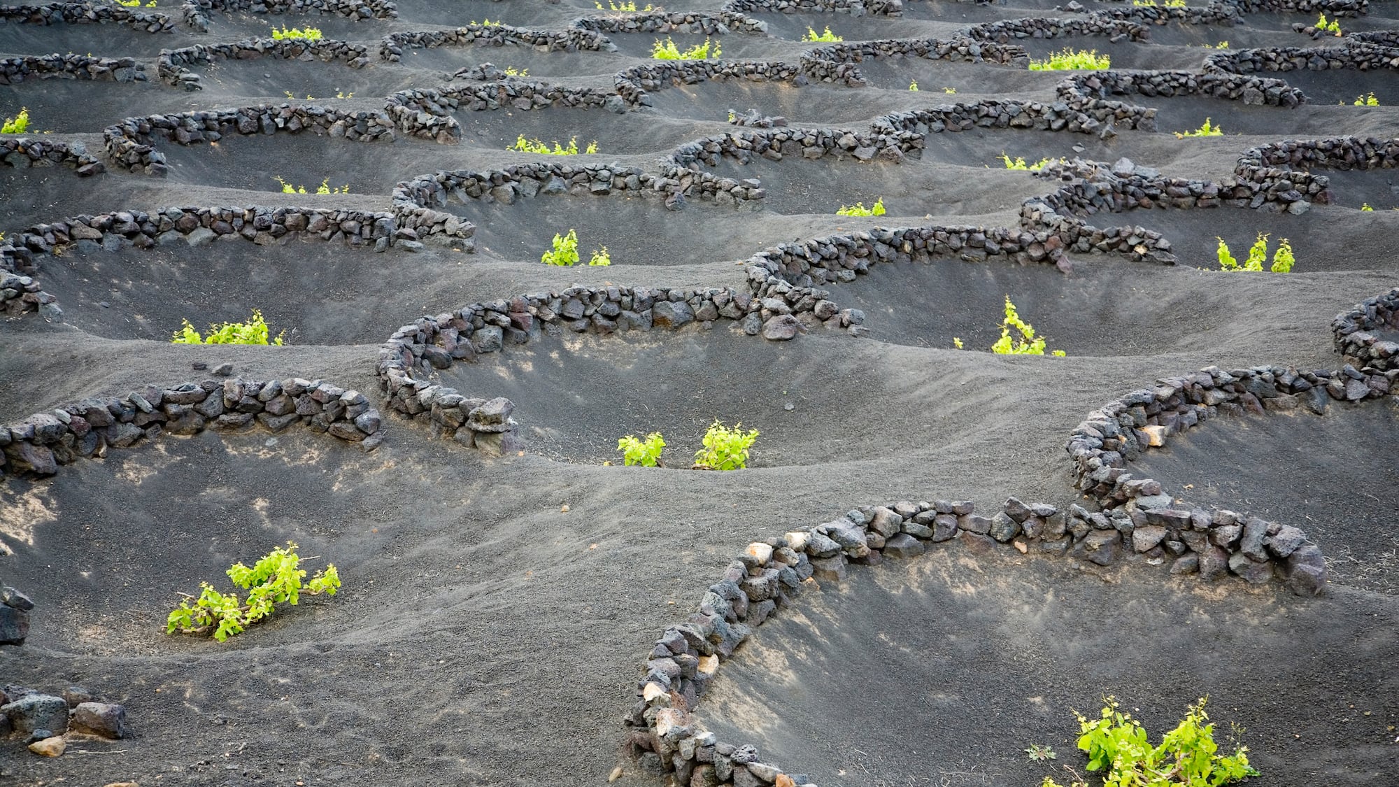 a field of black rocks with small plants growing