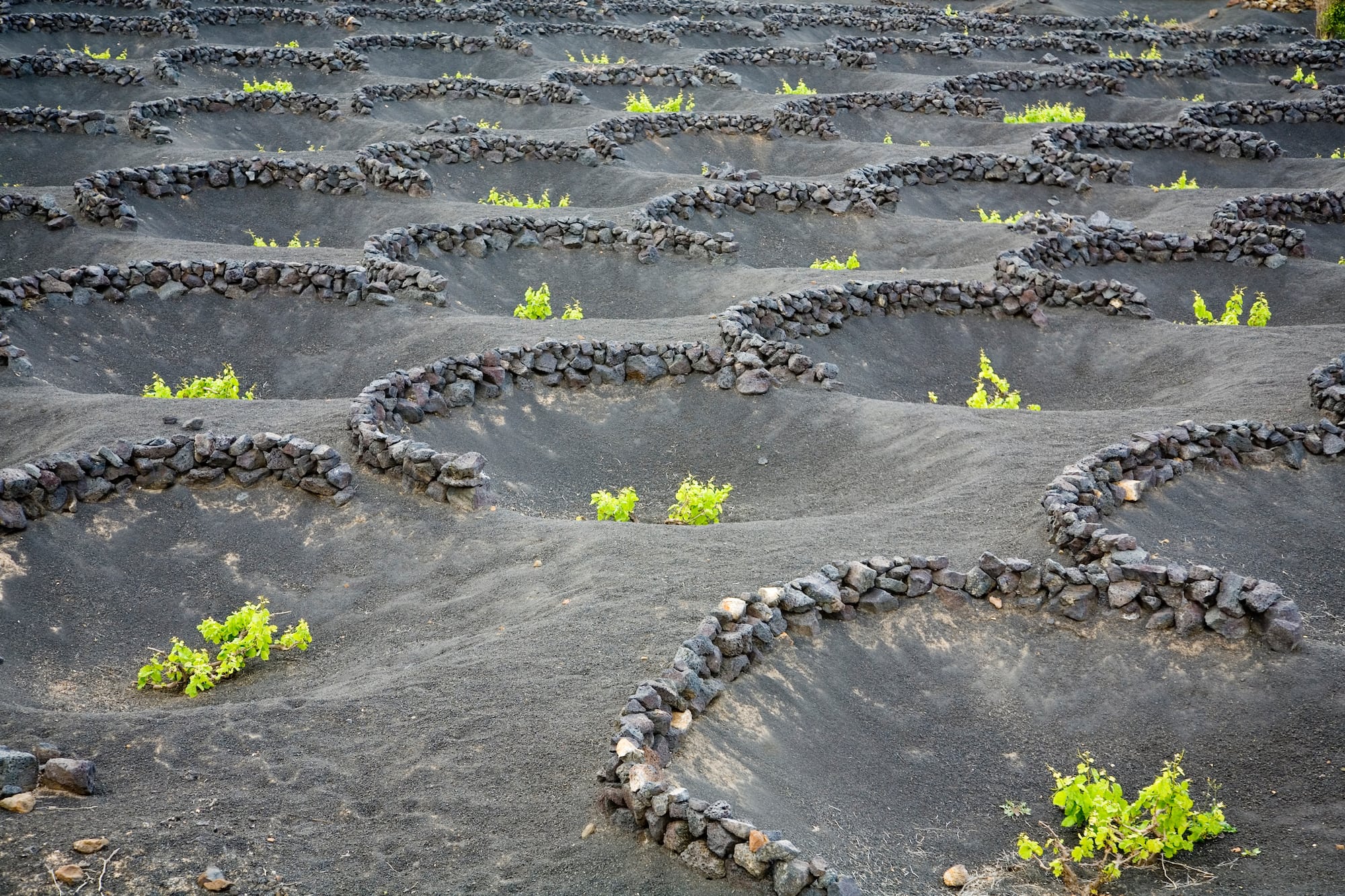 a field of black rocks with small plants growing