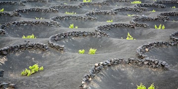 a field of black rocks with small plants growing
