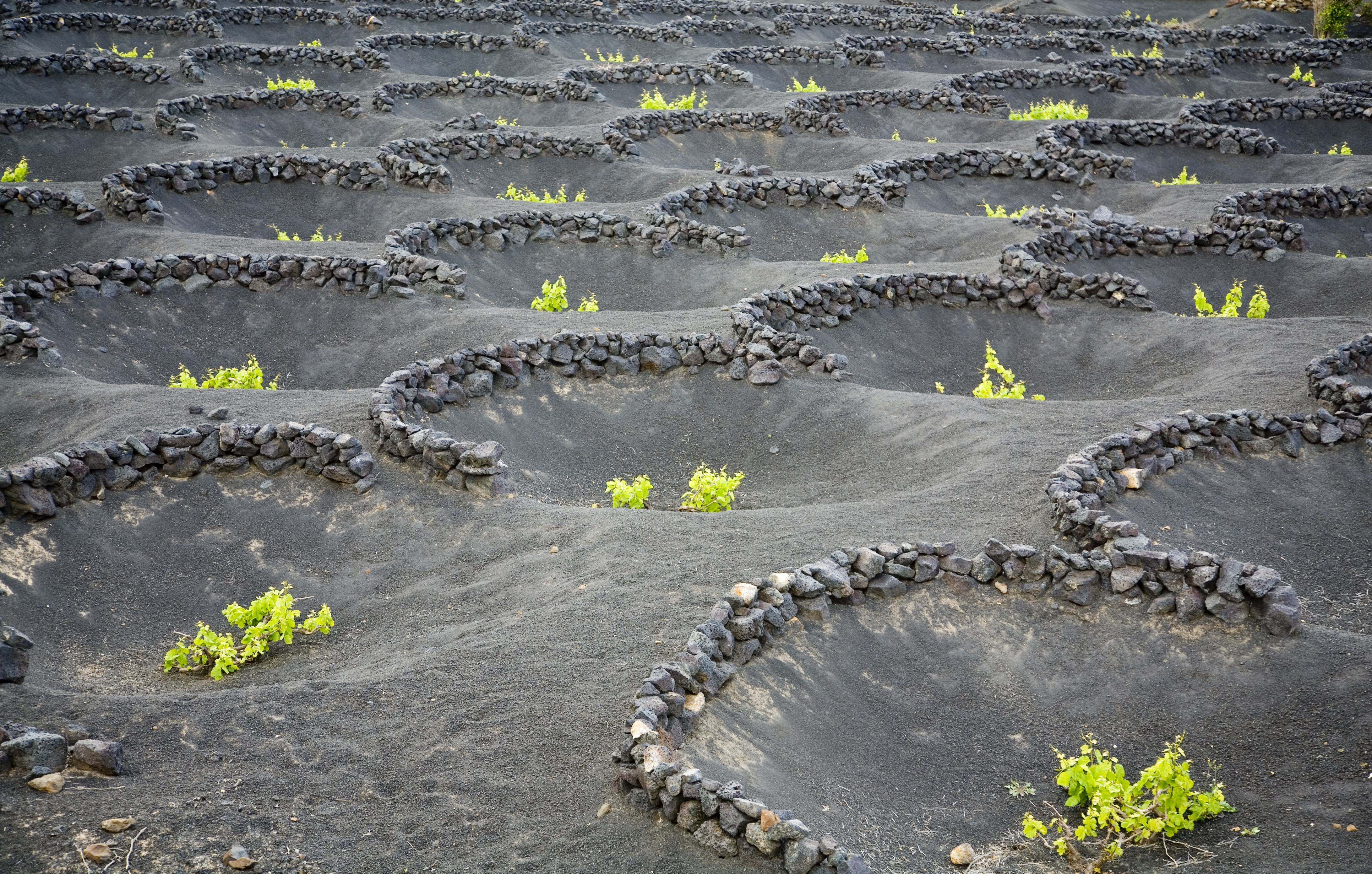 a field of black rocks with small plants growing