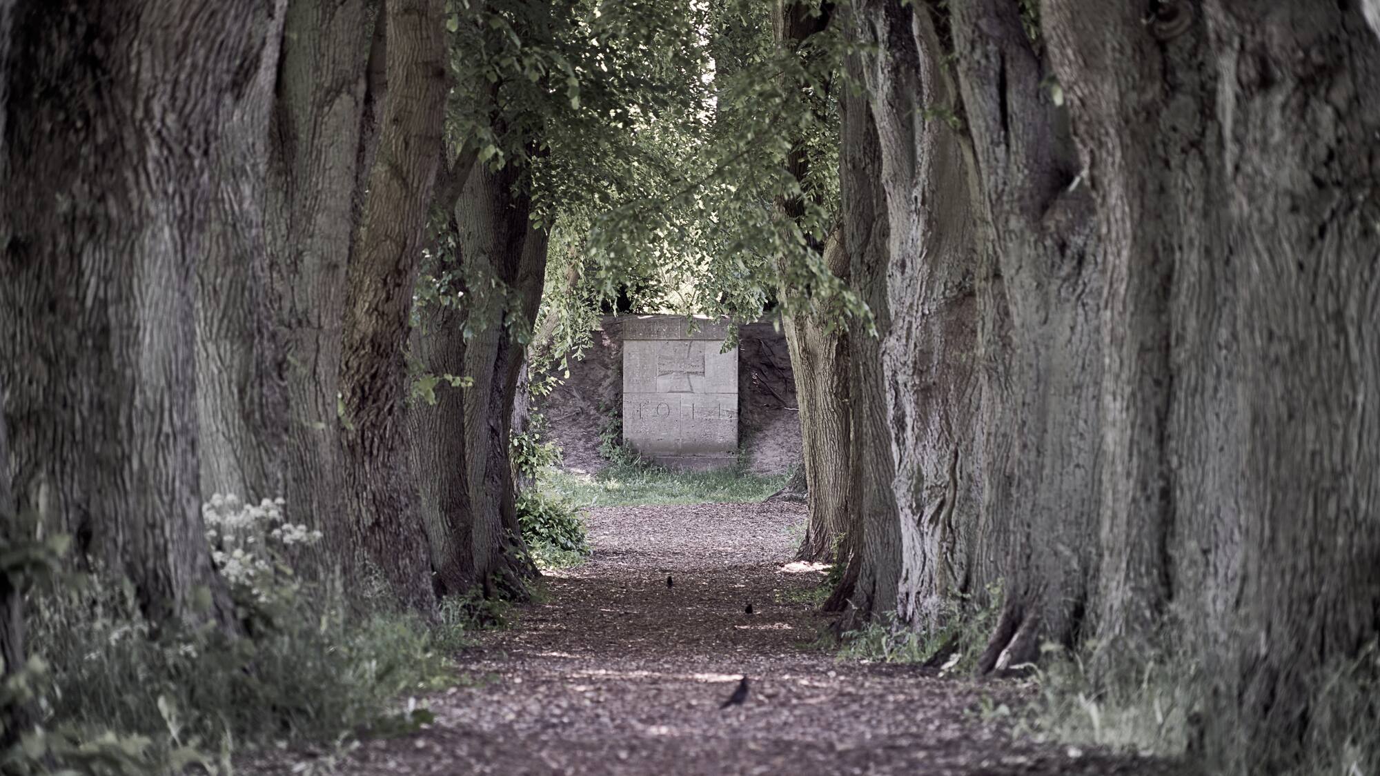 a path with trees and a wall