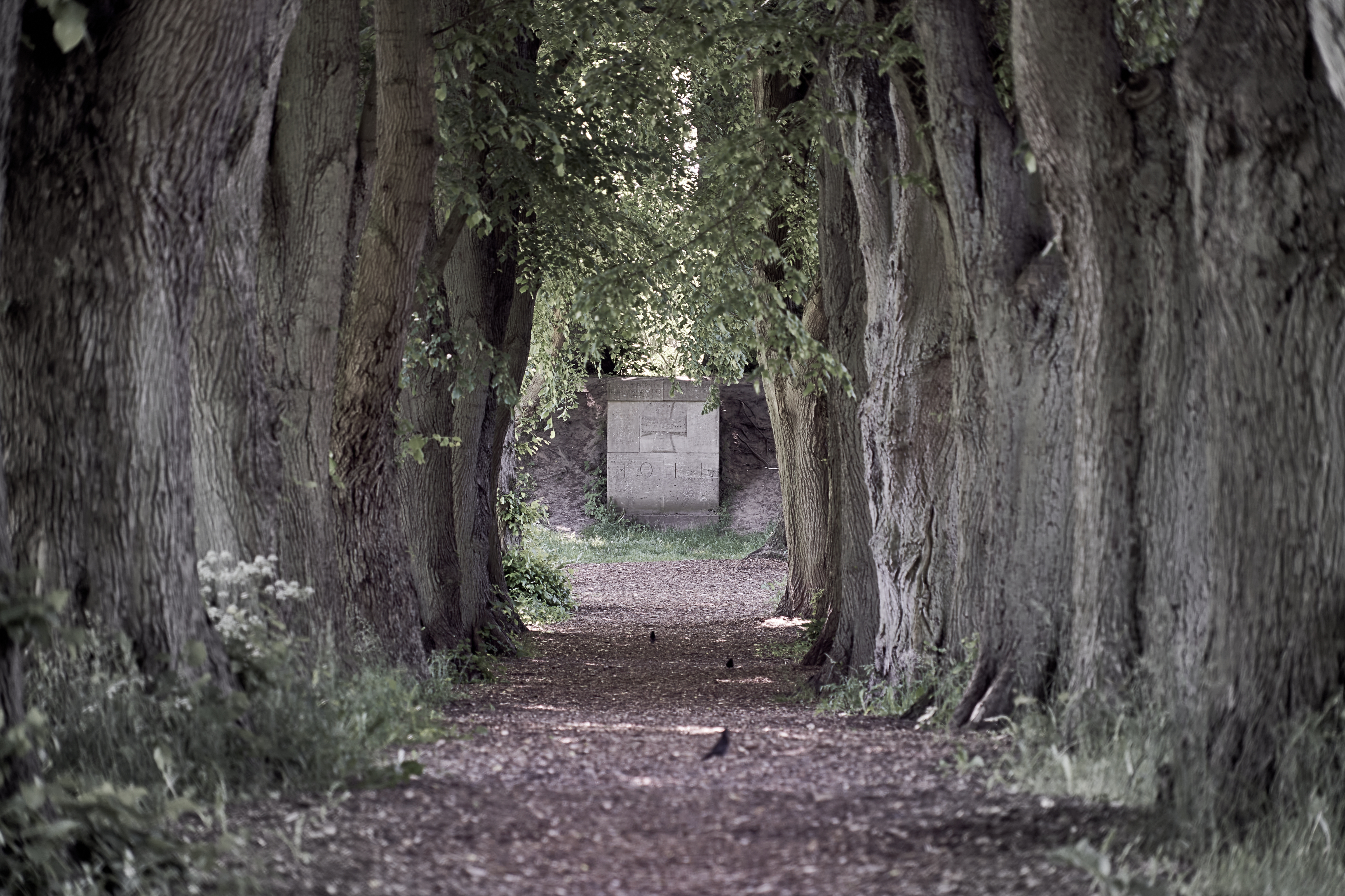 a path with trees and a wall