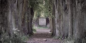 a path with trees and a wall