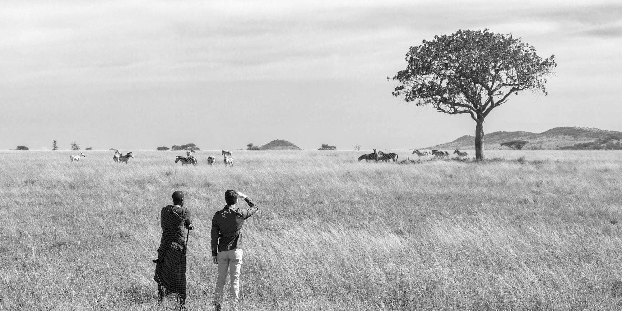 two men looking at a herd of zebras
