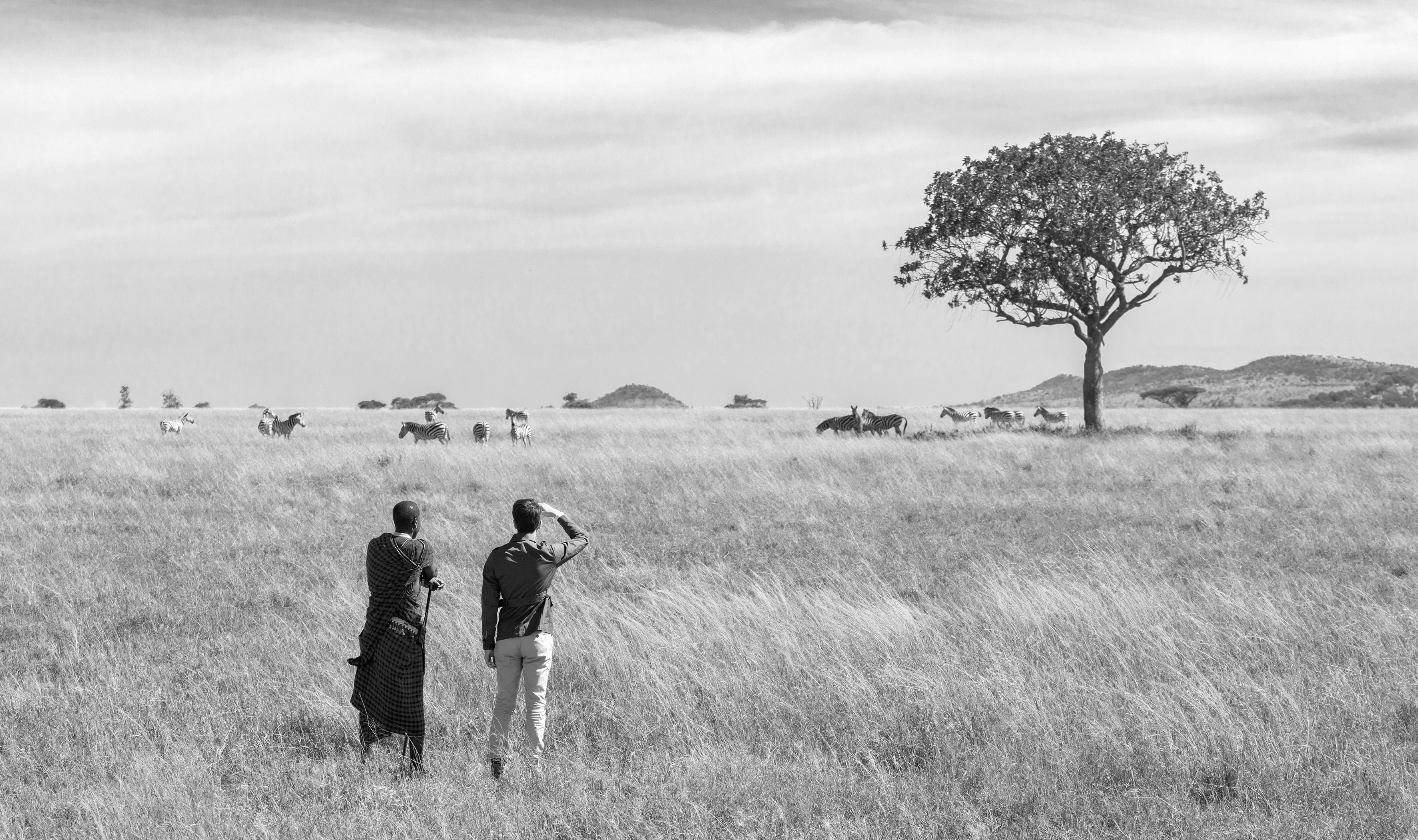 two men looking at a herd of zebras