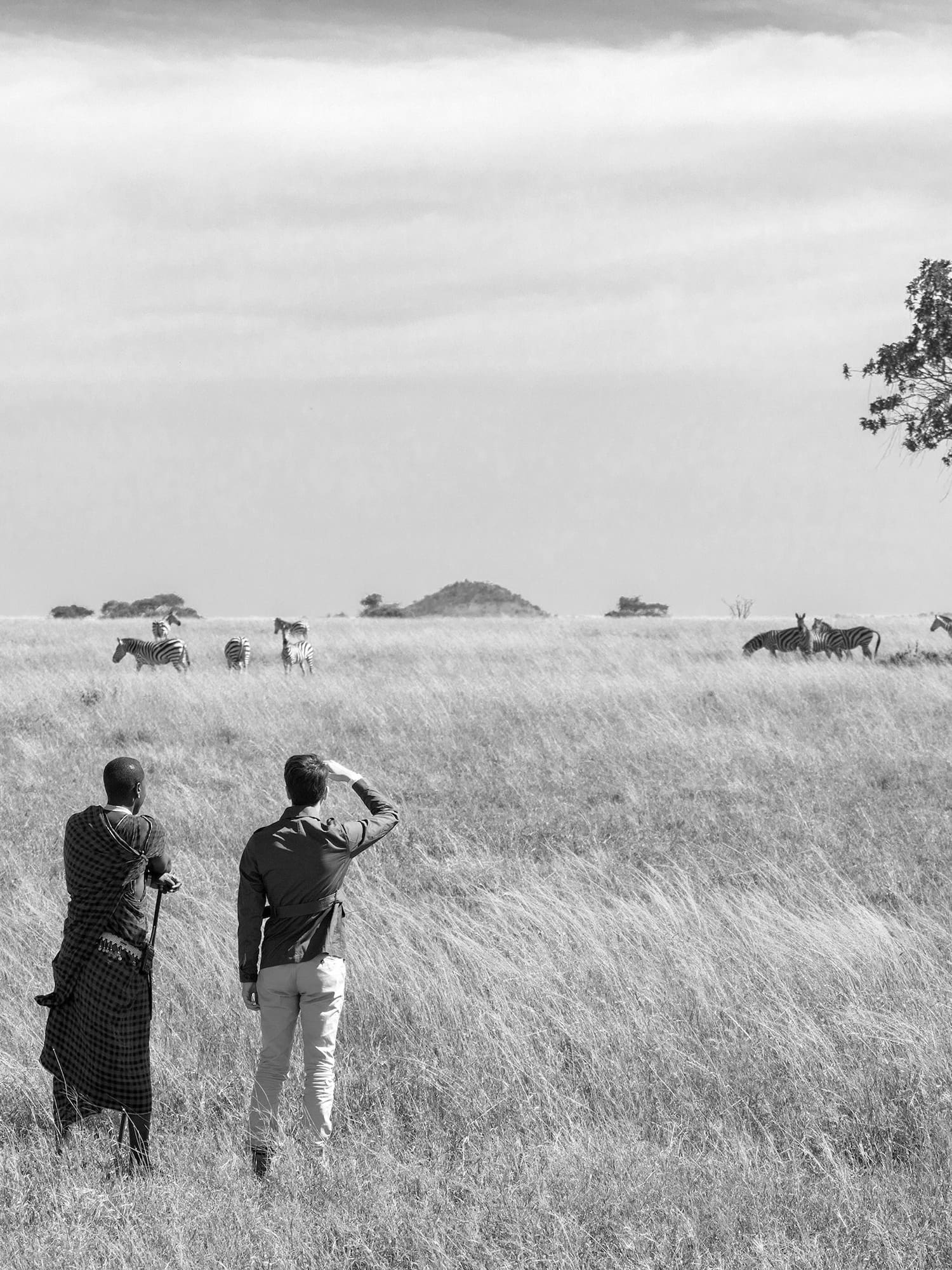 two men looking at a herd of zebras