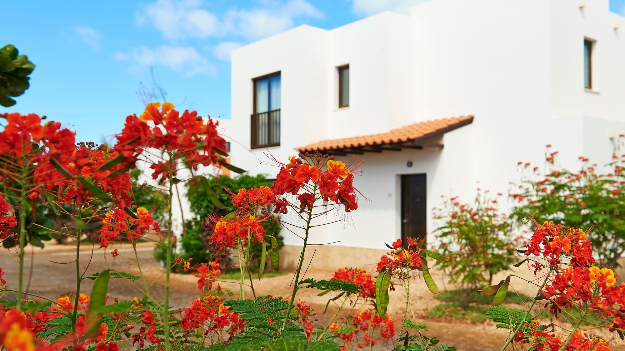 red flowers in front of a white building