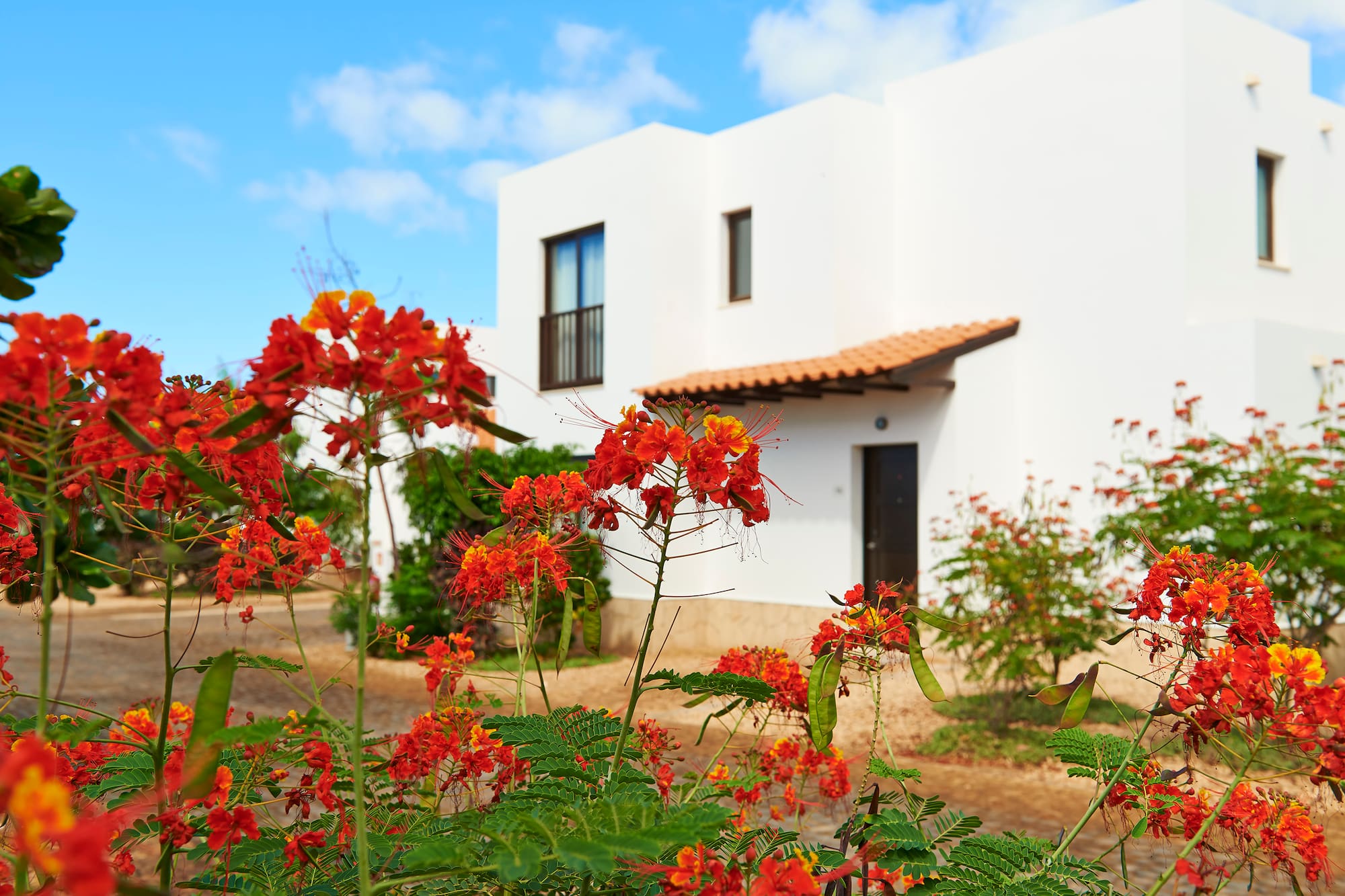 red flowers in front of a white building