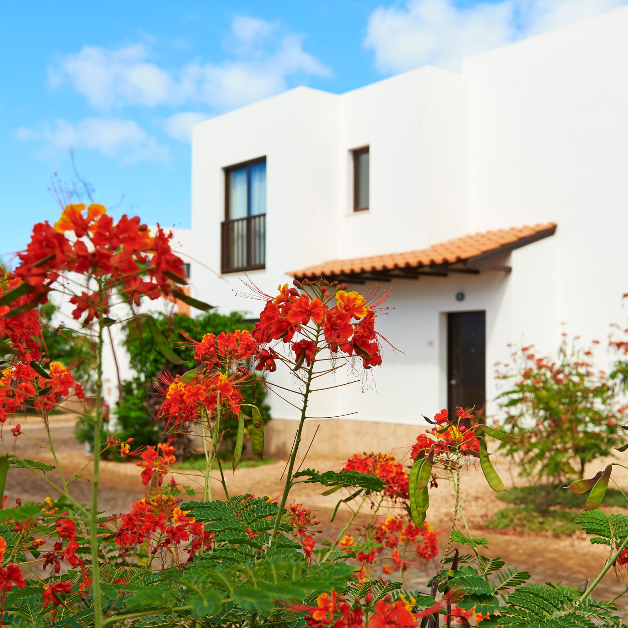 red flowers in front of a white building