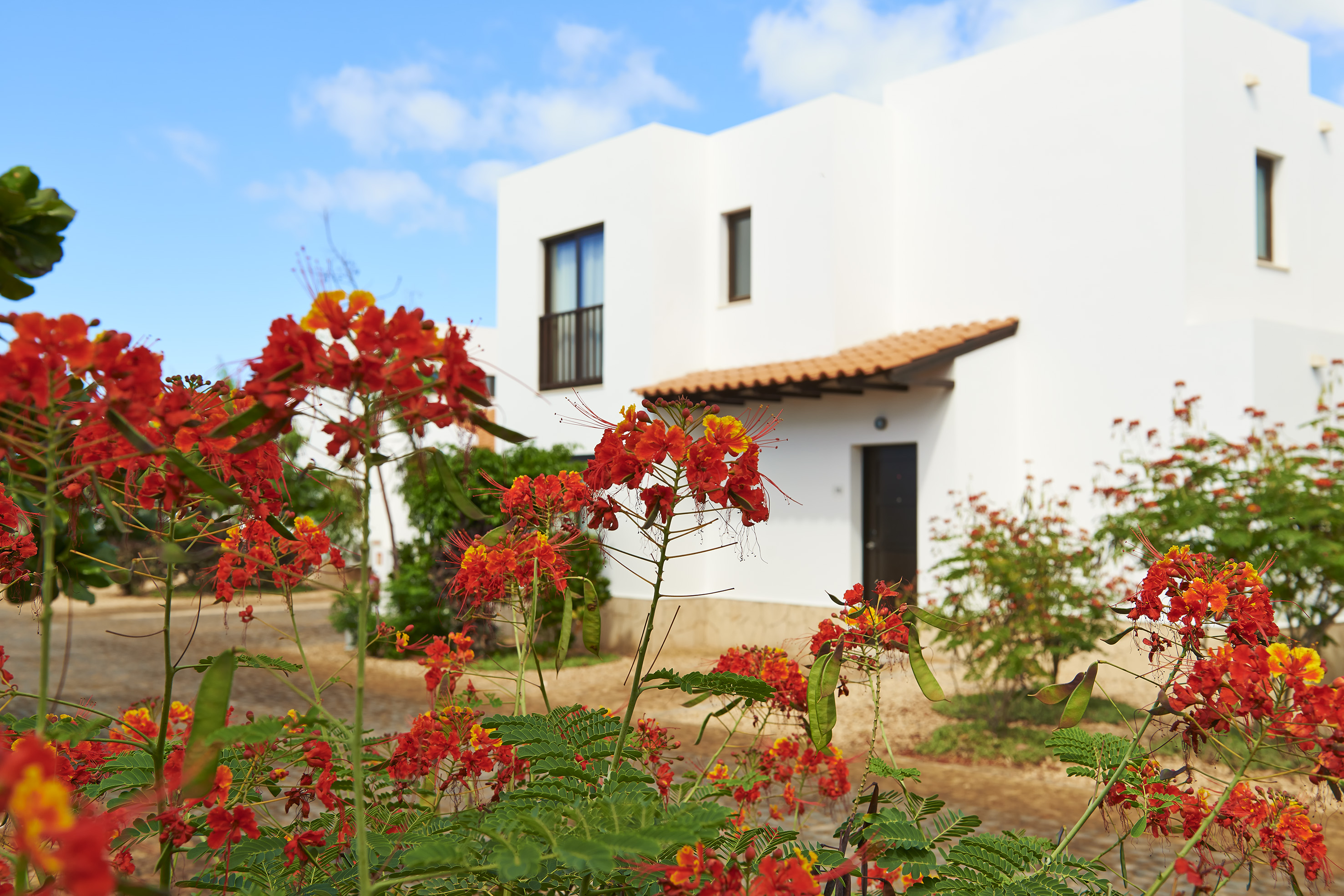 red flowers in front of a white building