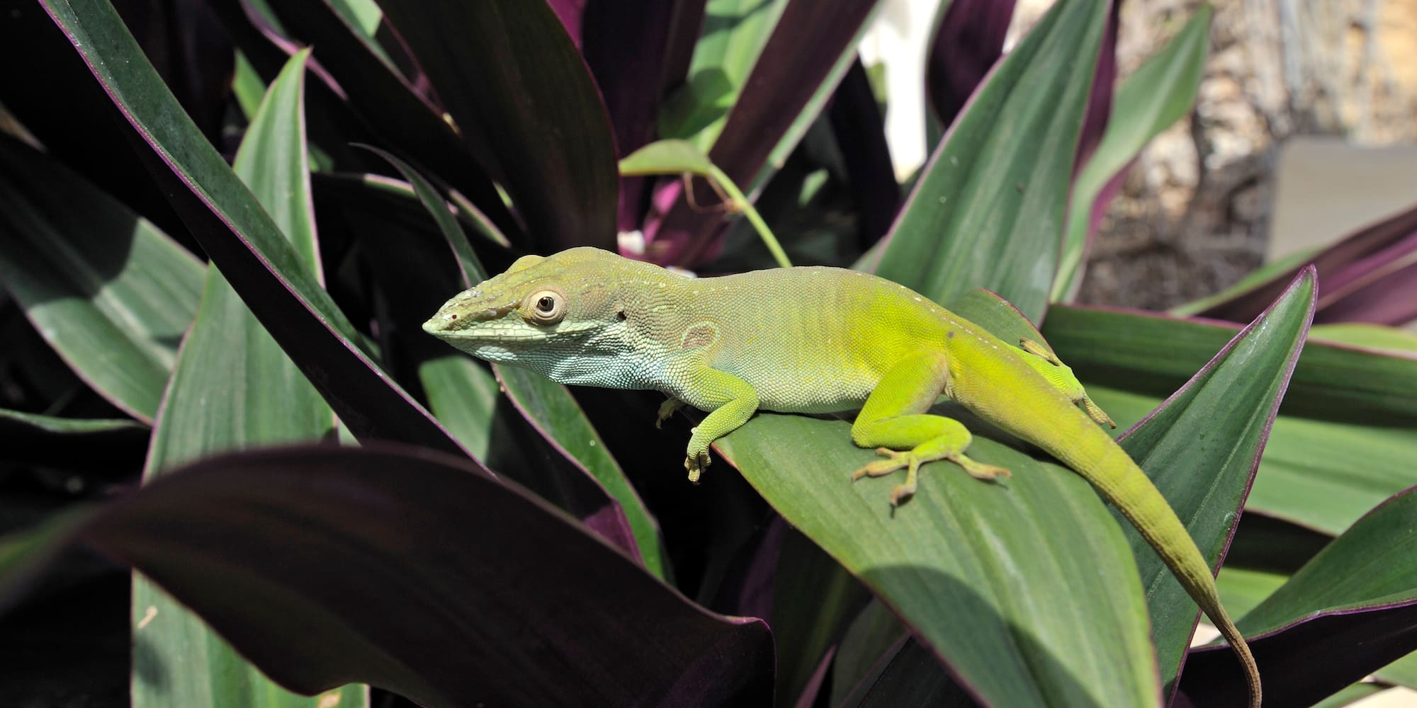 a lizard on a leaf