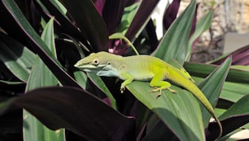 a lizard on a leaf