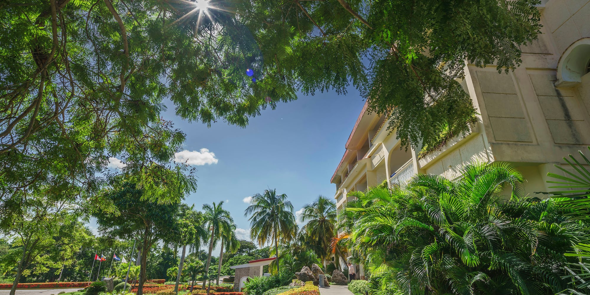 a walkway between trees and buildings