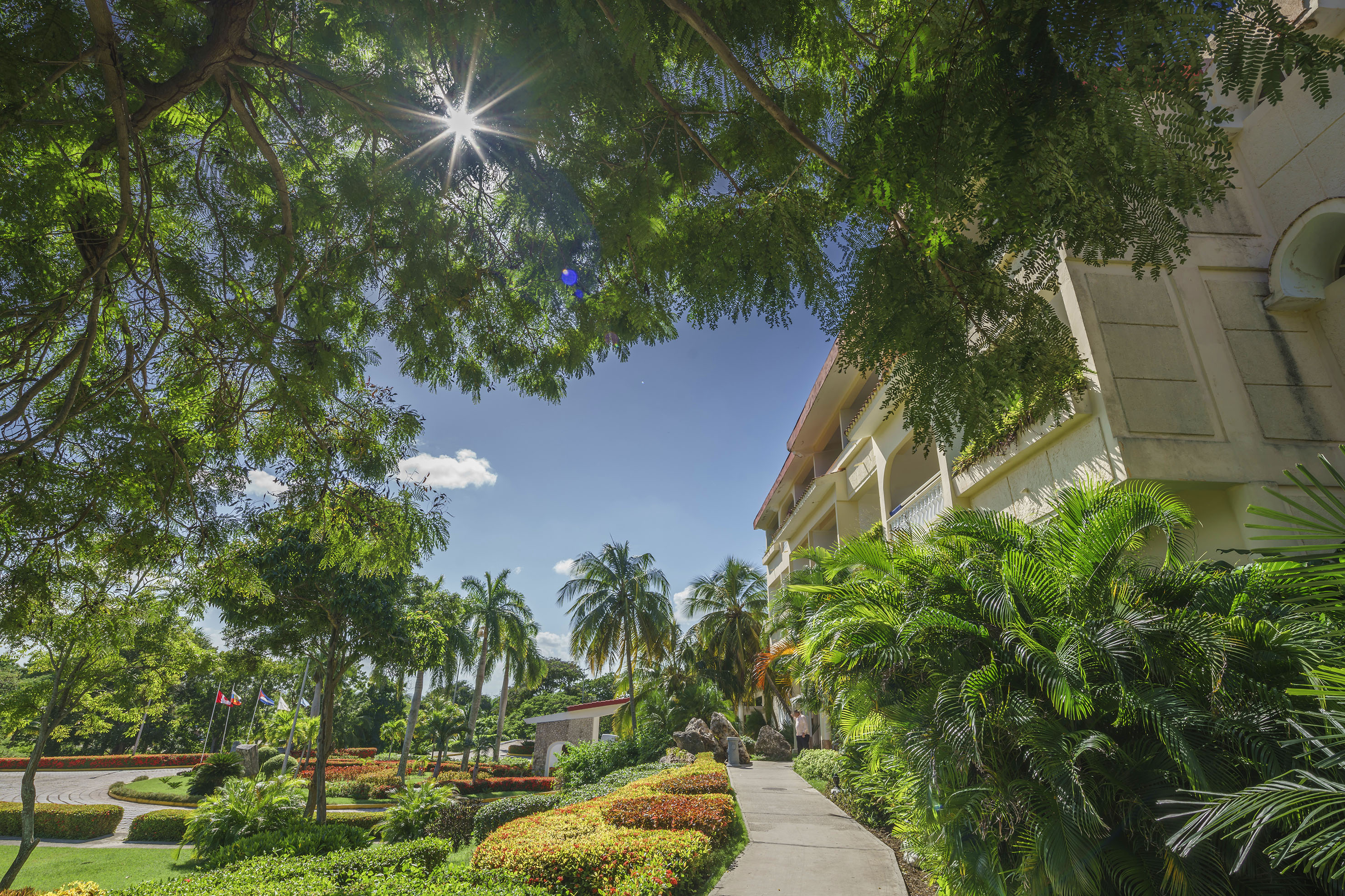 a walkway between trees and buildings