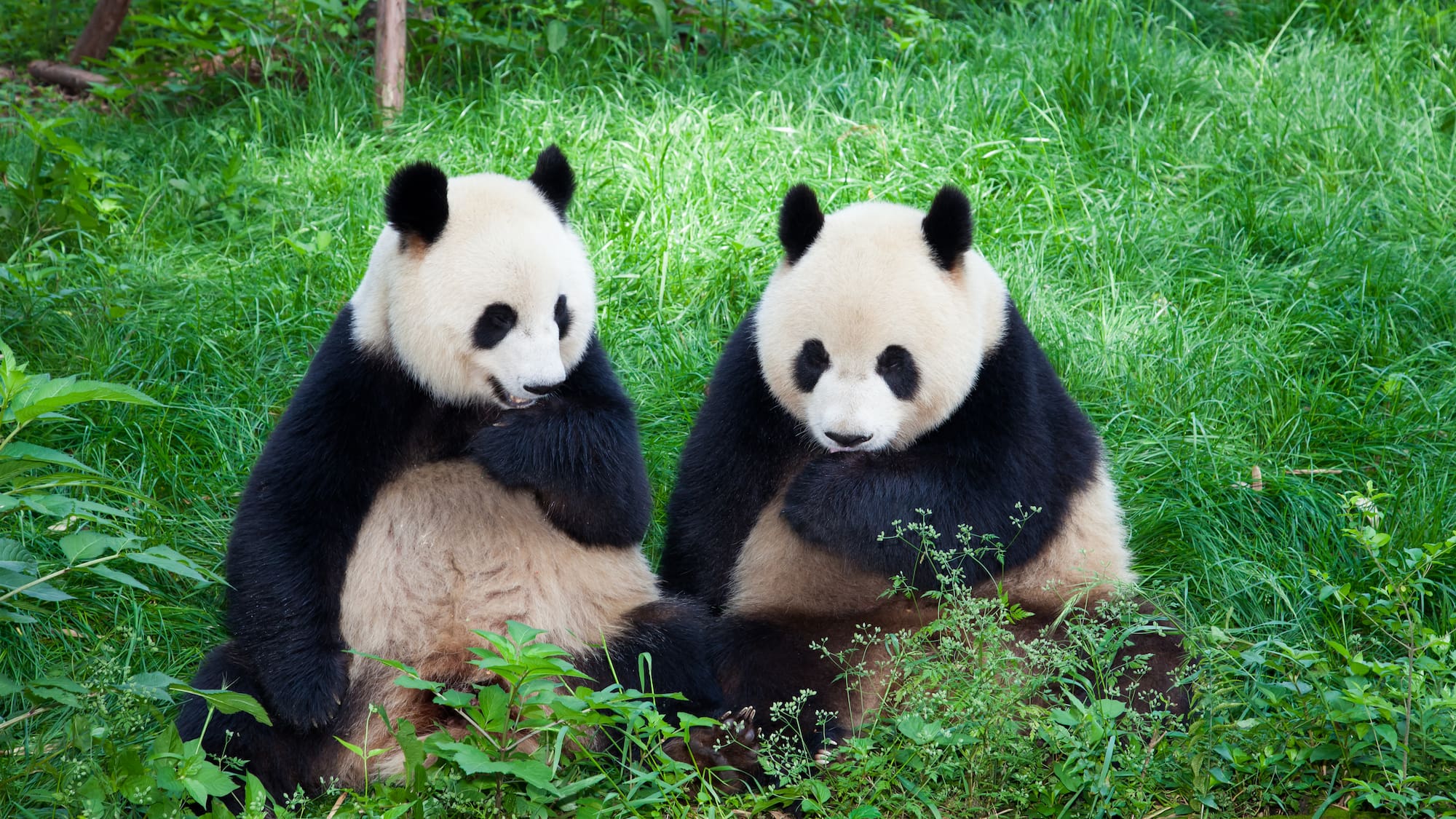 two pandas sitting in the grass