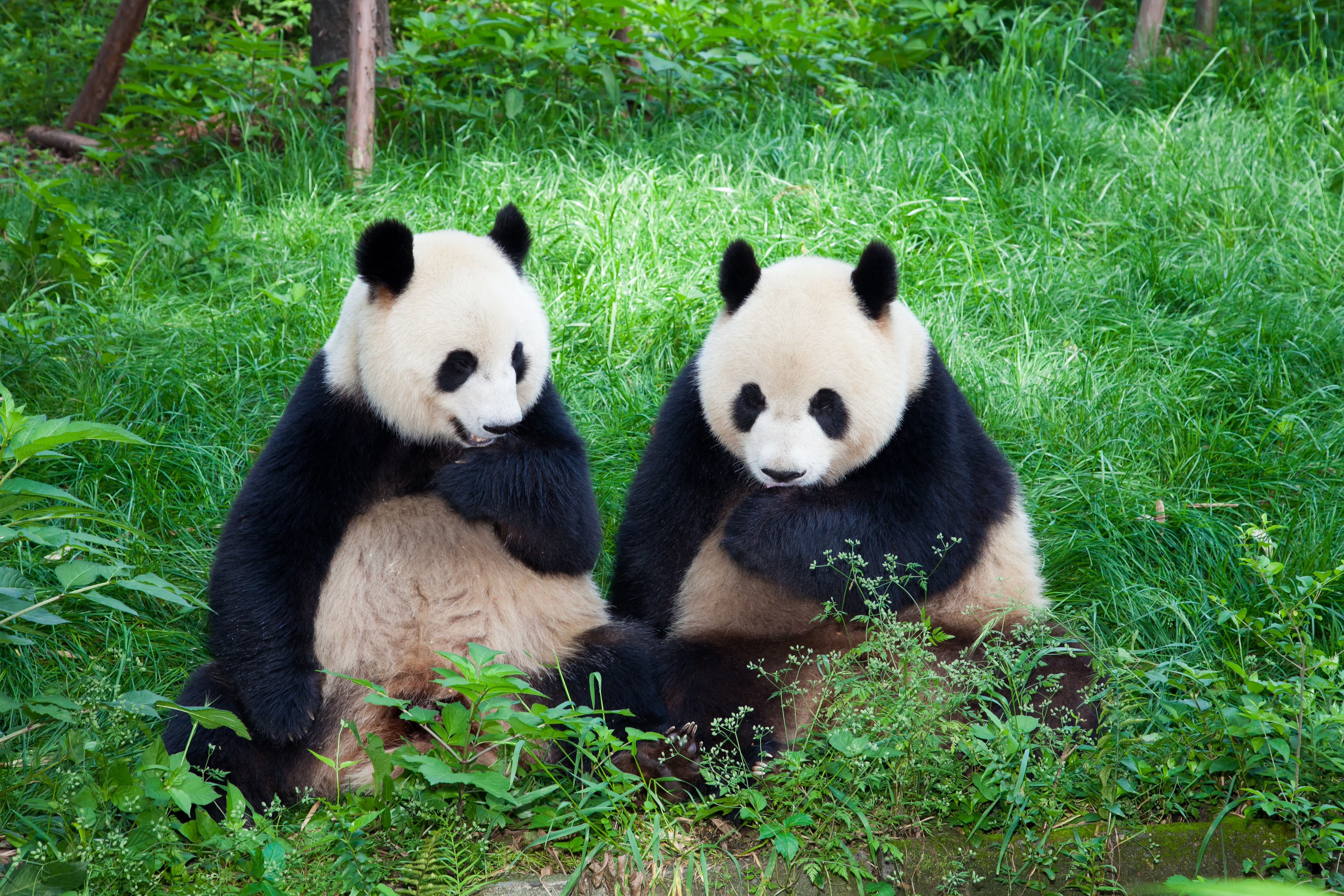 two pandas sitting in the grass