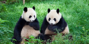two pandas sitting in the grass