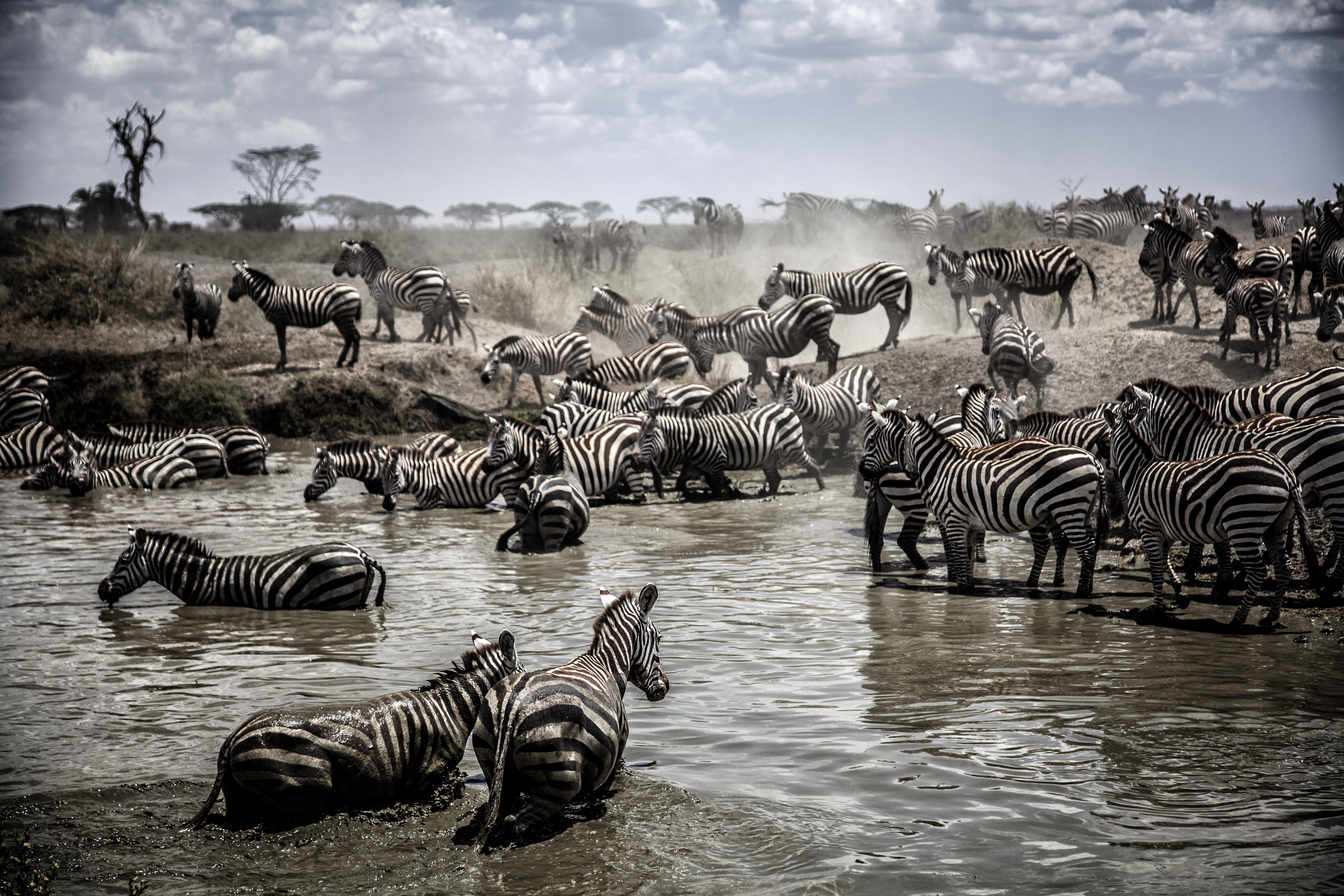 a group of zebras in a river