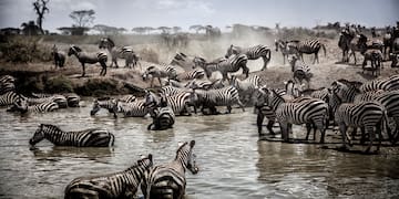 a group of zebras in a river