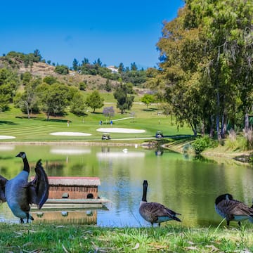 a group of geese standing on grass near a pond