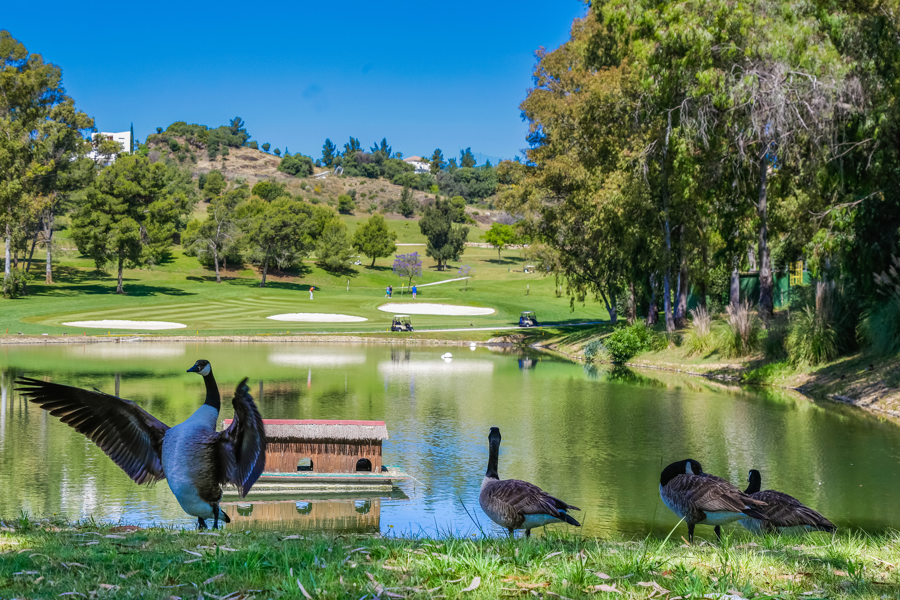 a group of geese standing on grass near a pond