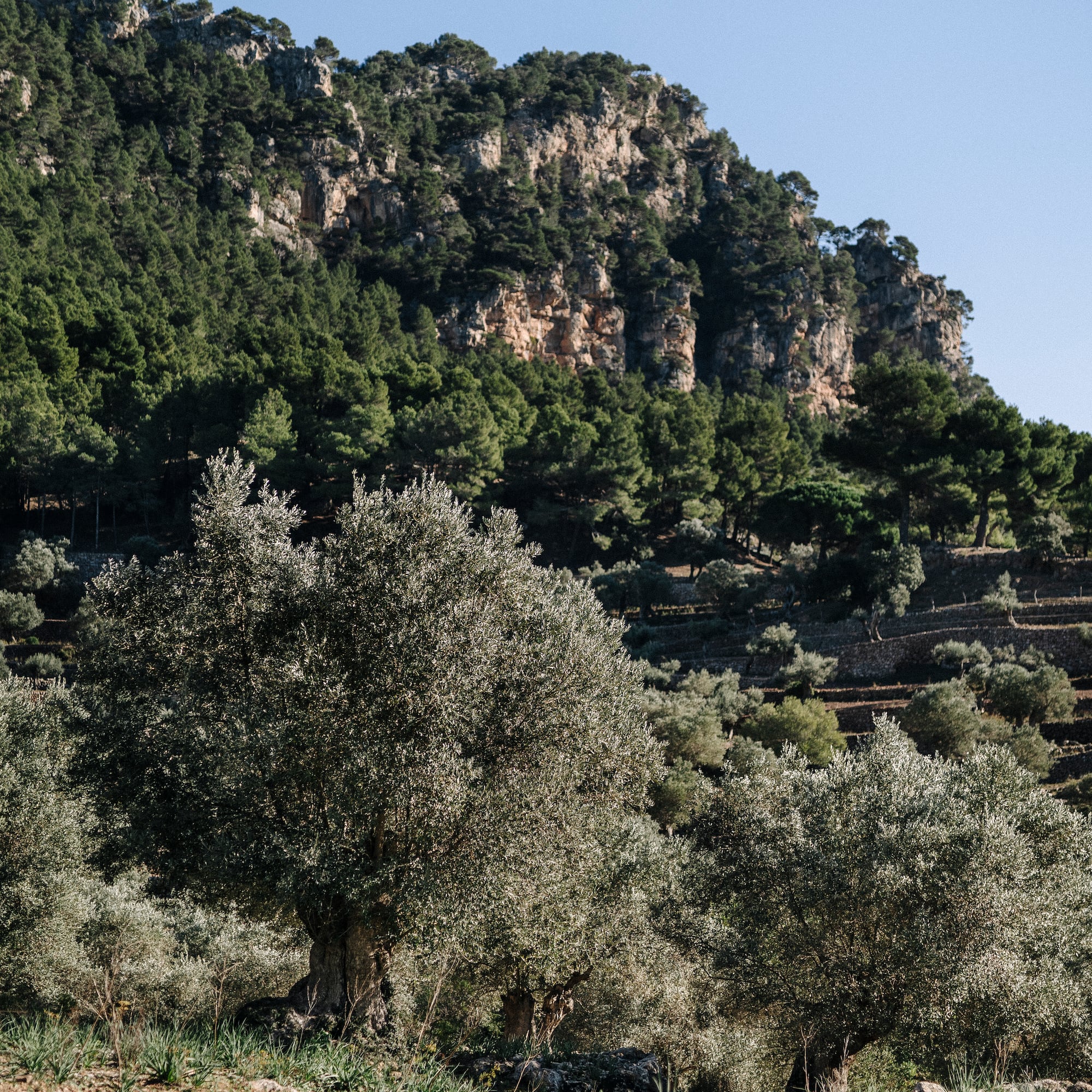 trees and a mountain with a blue sky