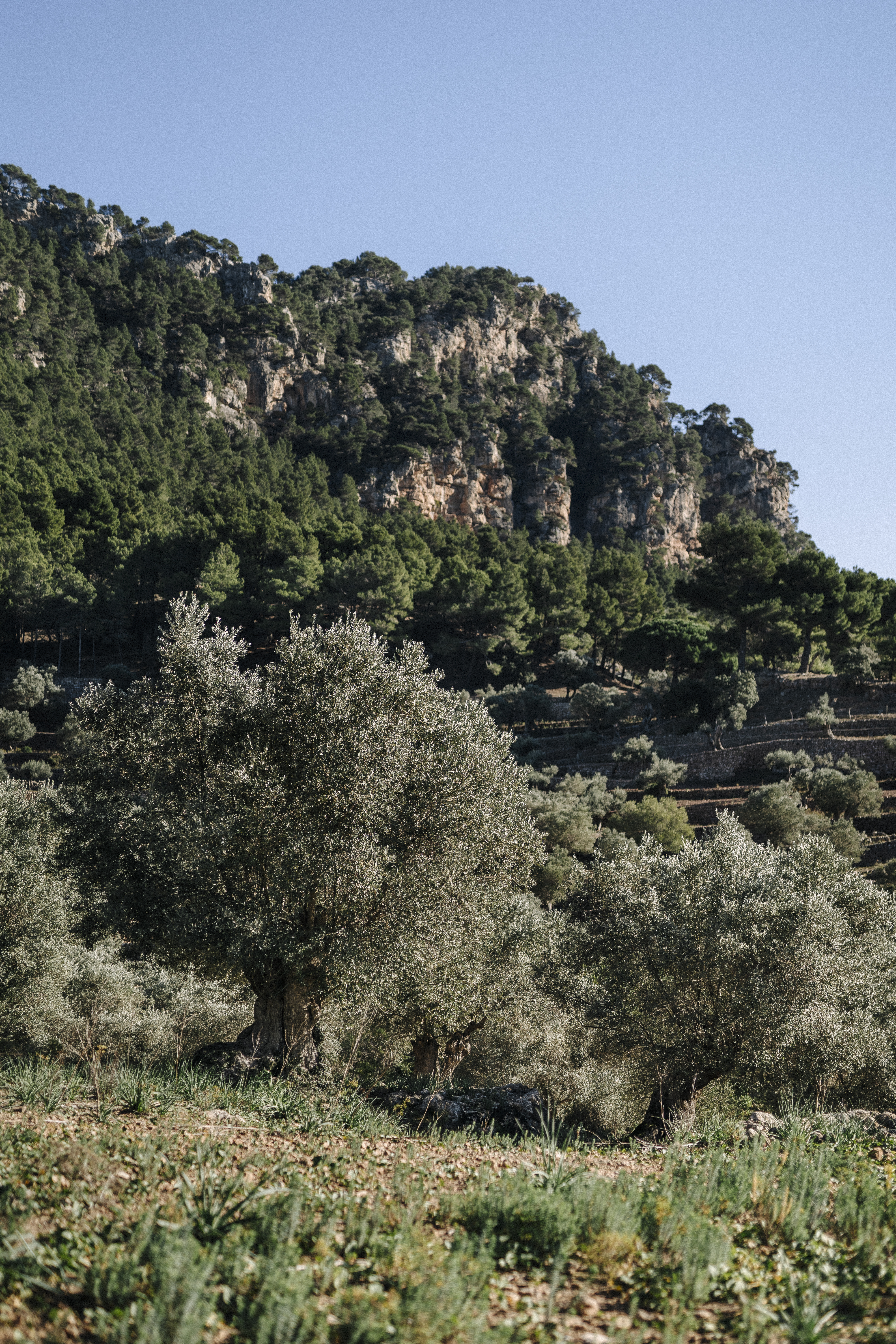 trees and a mountain with a blue sky