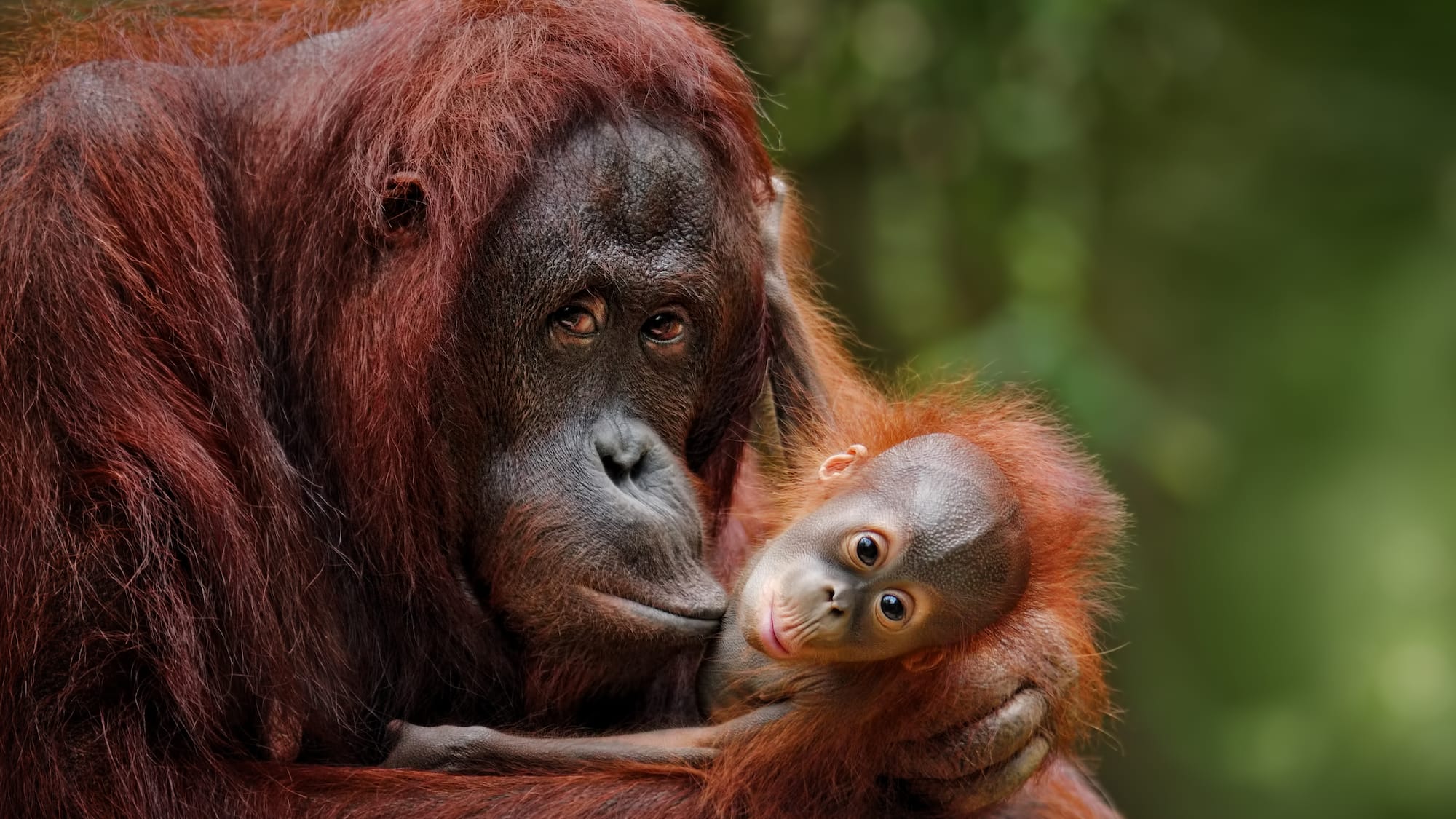 an orangutan holding a baby