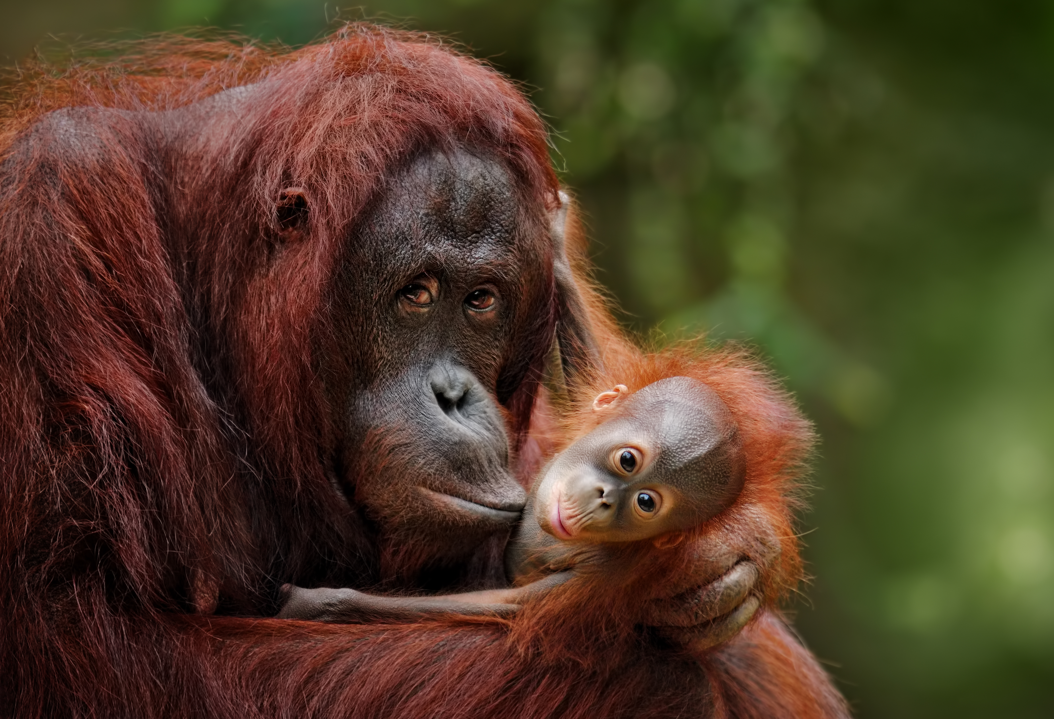 an orangutan holding a baby