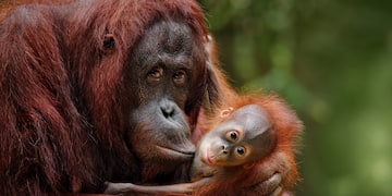 an orangutan holding a baby