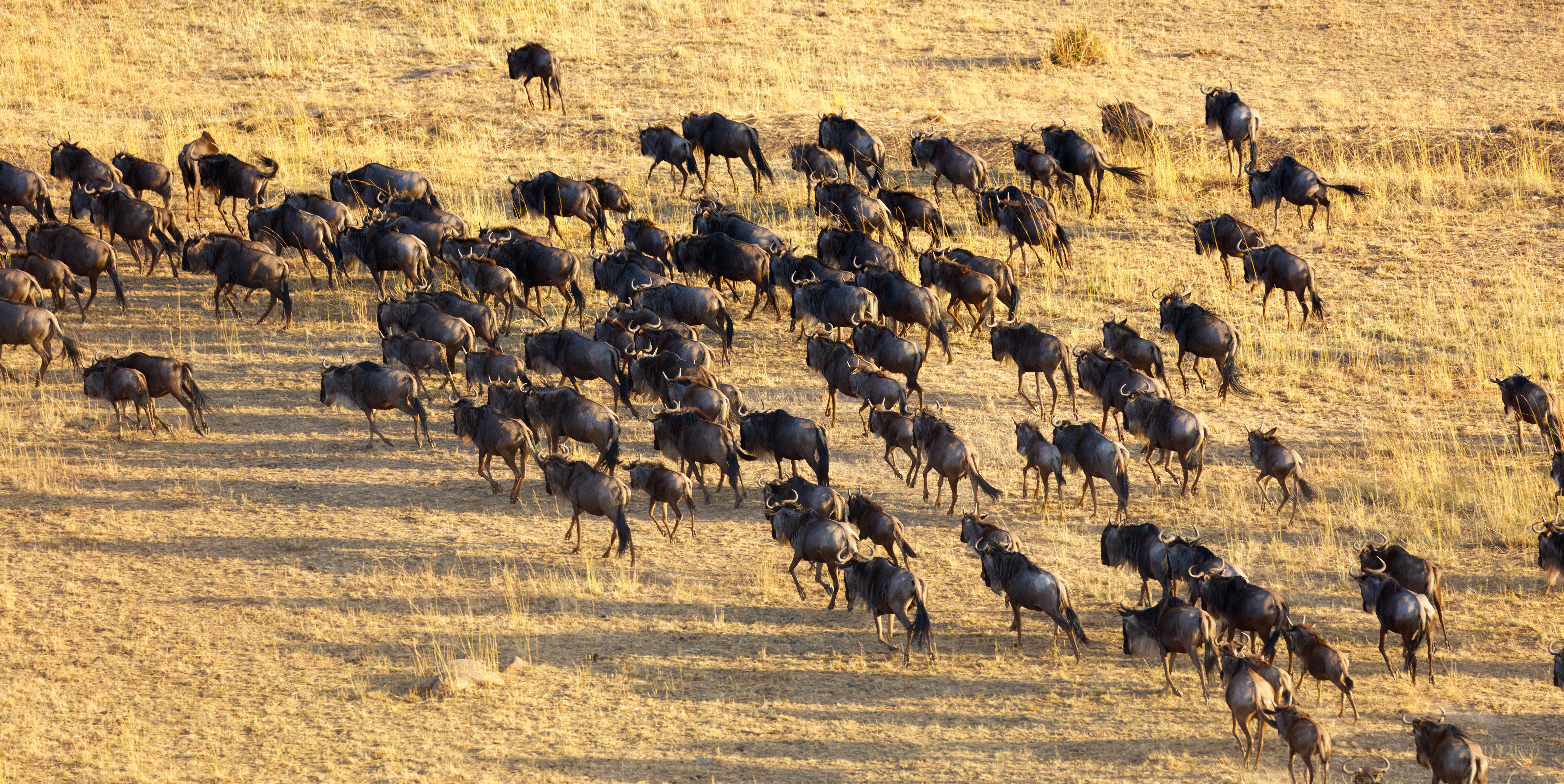 a large herd of wildebeest running on a dry field