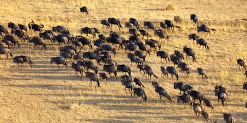 a large herd of wildebeest running on a dry field
