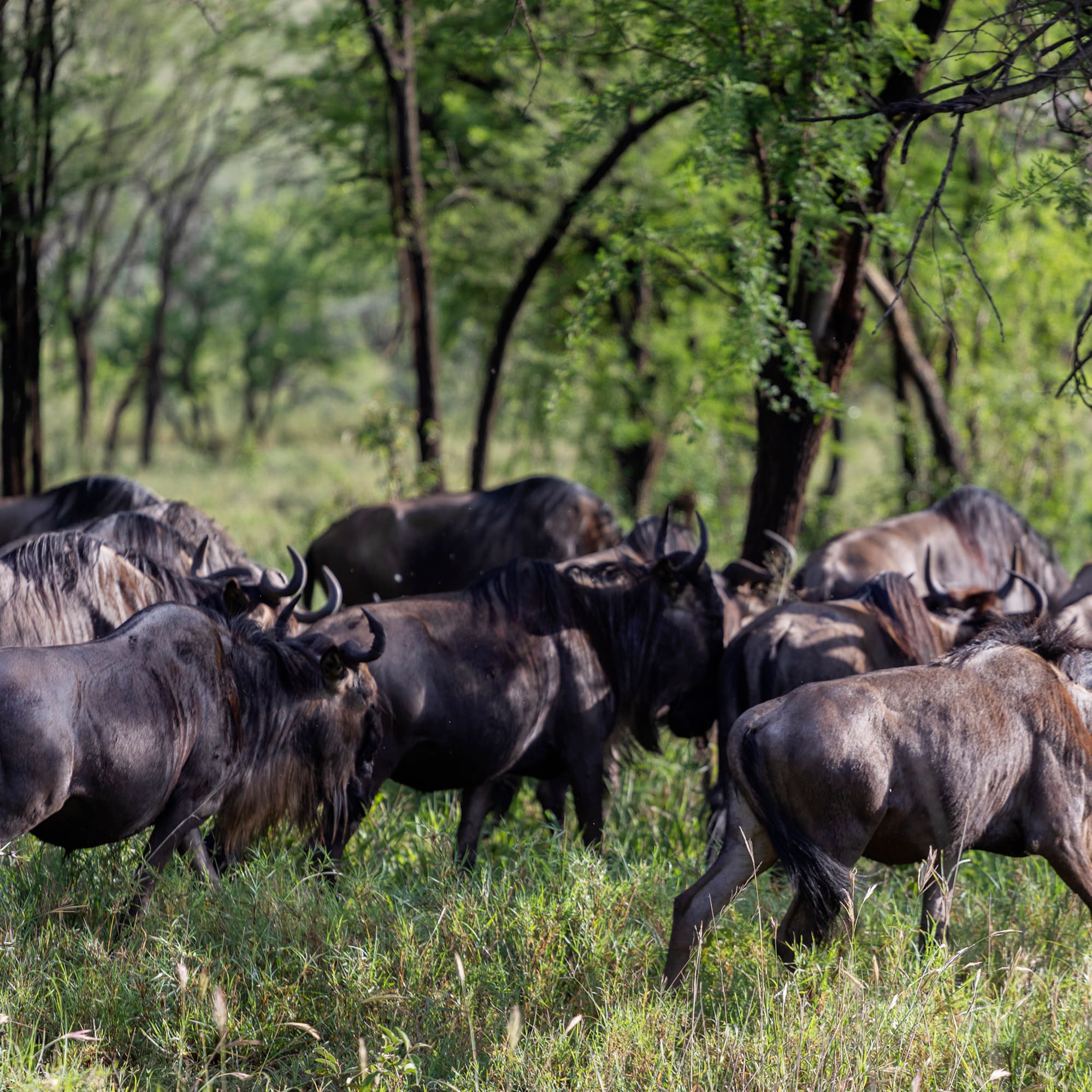 a group of wildebeest in a grassy field