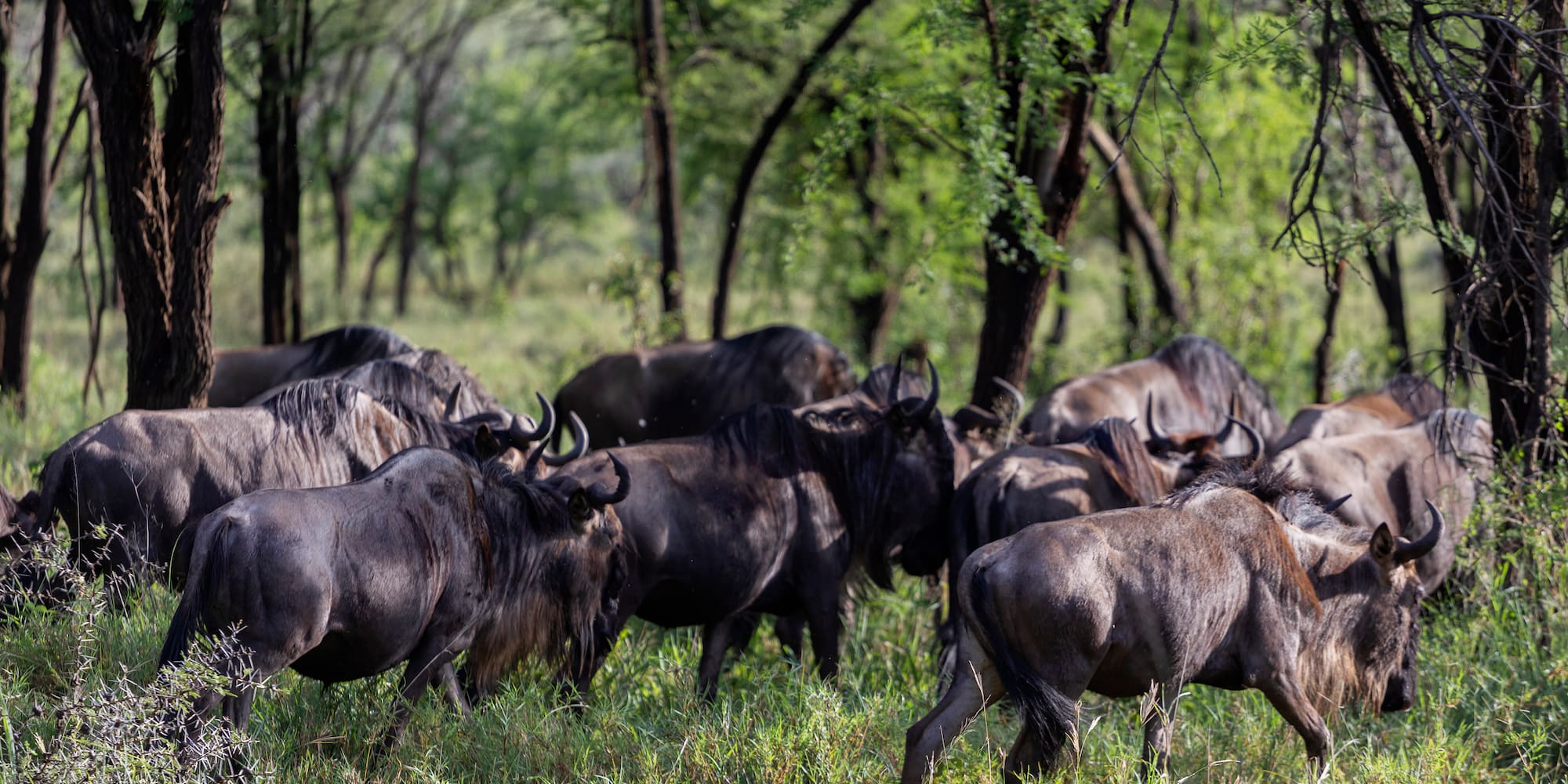 a group of wildebeest in a grassy field