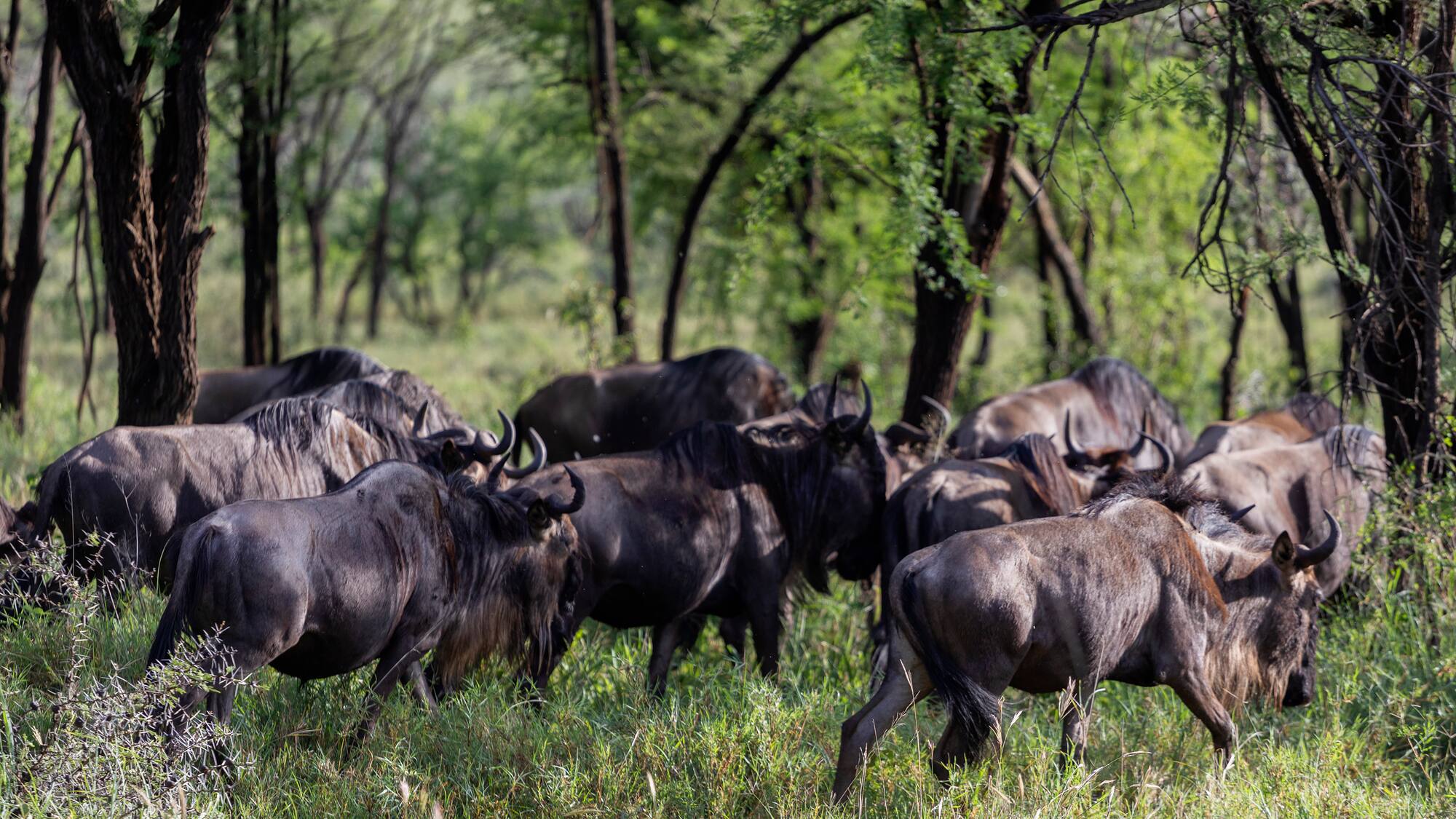 a group of wildebeest in a grassy field
