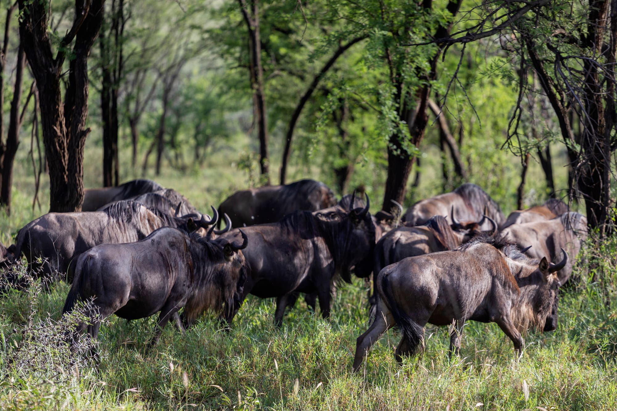 a group of wildebeest in a grassy field