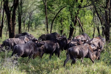 a group of wildebeest in a grassy field