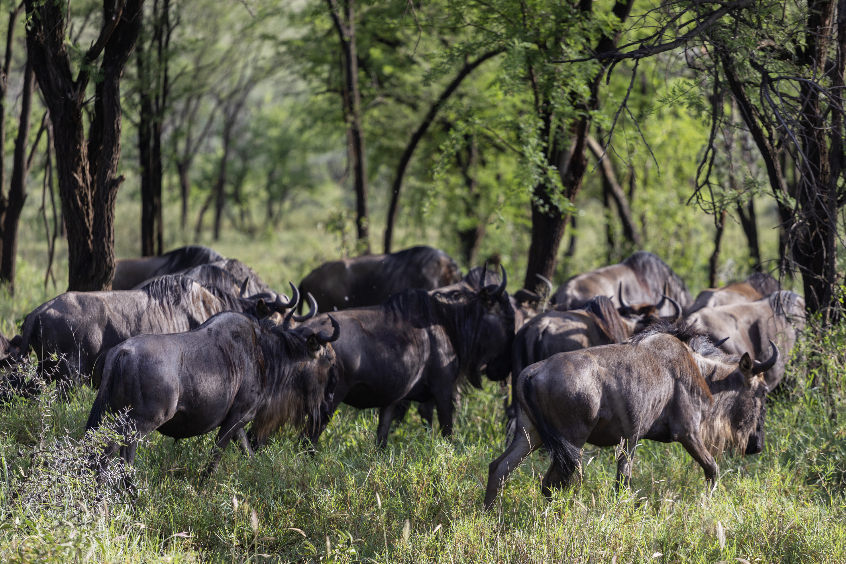 Wildebeest herd moving through tall green grass in African savanna.