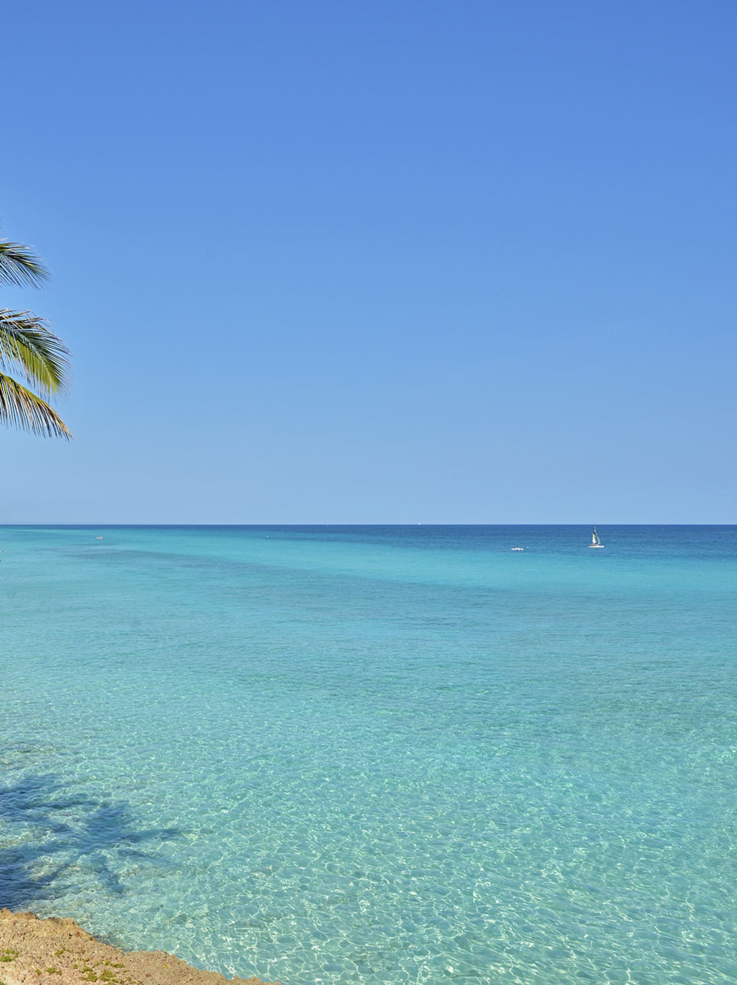 a palm tree on a beach