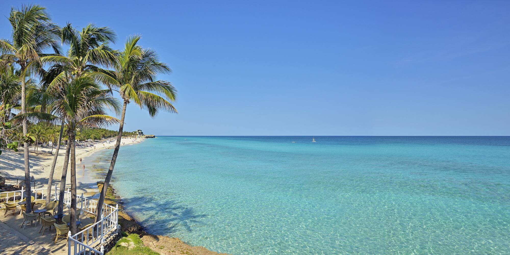 a palm tree on a beach