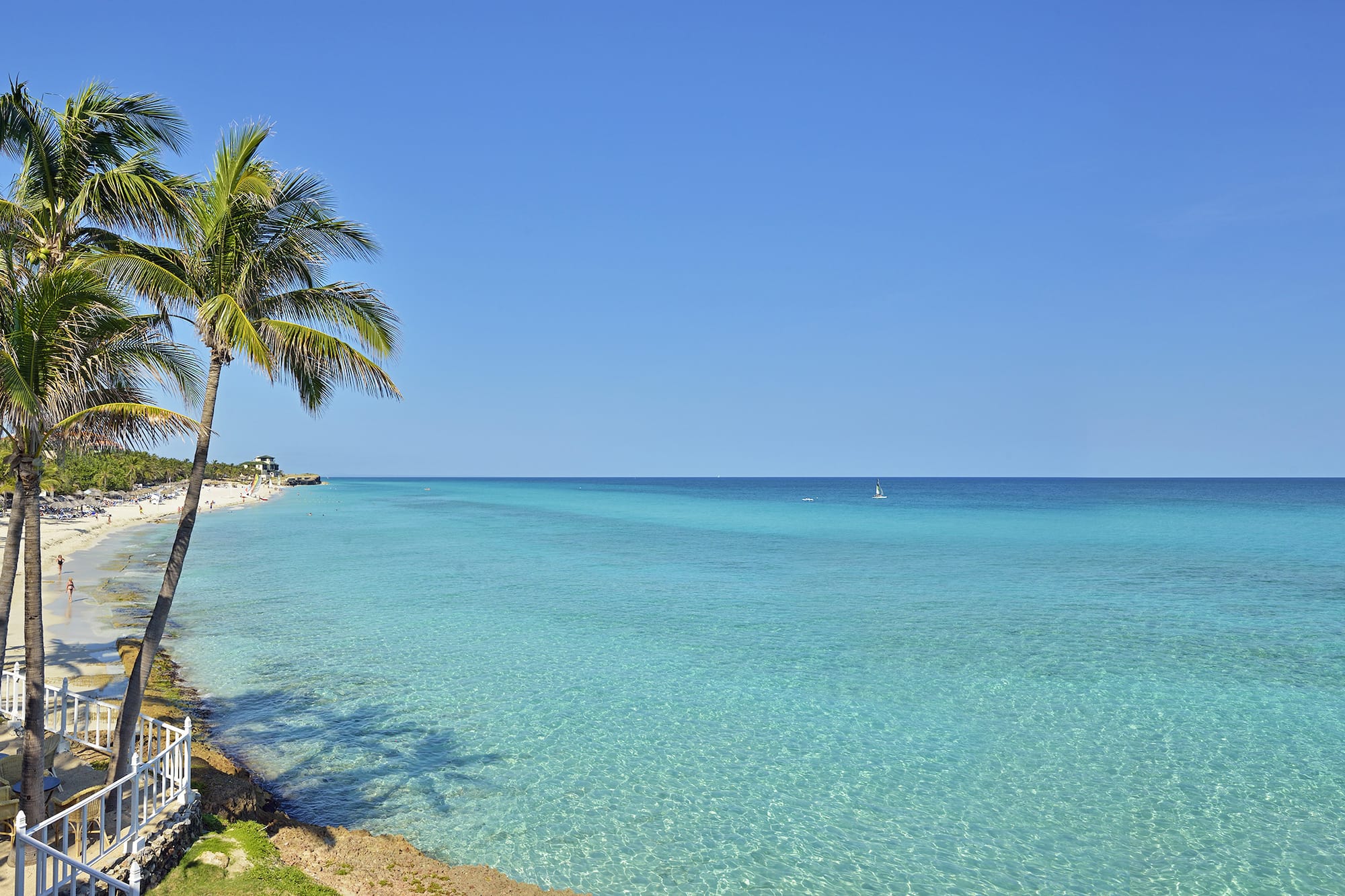 a palm tree on a beach